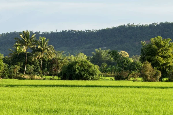 Ladang Padi Thailand — Stok Foto