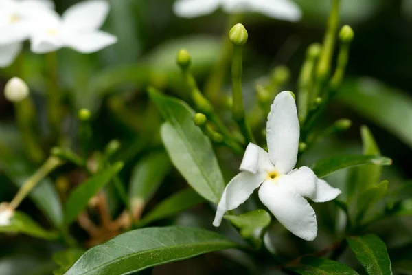 Gerdenia Crape Jasmine Flor — Fotografia de Stock