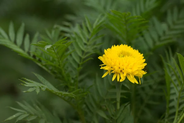 Die Gelbe Ringelblume — Stockfoto