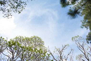 Mavi arkaplanda Frangipani ağacı çiçeği.