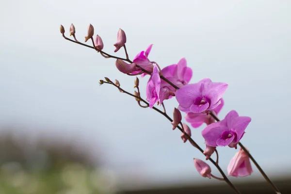 Hermosa Orquídea Flor Imagen Aire Libre — Foto de Stock