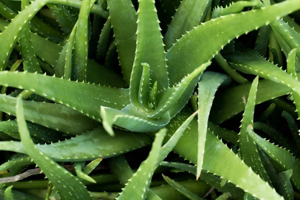 Fechar Planta Aloe Vera — Fotografia de Stock