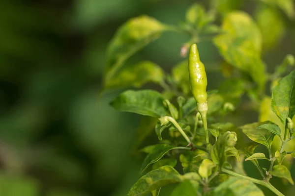 Rijp Hete Chili Pepers Een Plant — Stockfoto