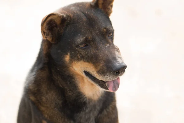 Köpeğe Yaklaş — Stok fotoğraf