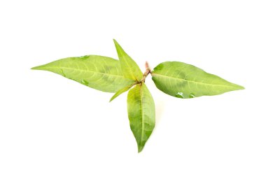 Beyaz arka planda Vietnam kişniş bitkisi.