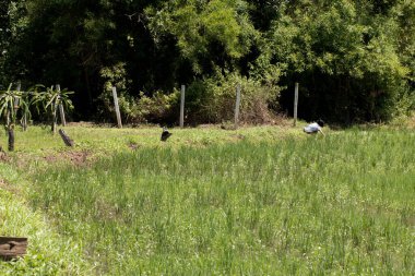 Pirinç tarlası, çeltik tarlası tarım..