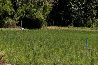 Pirinç tarlası, çeltik tarlası tarım..
