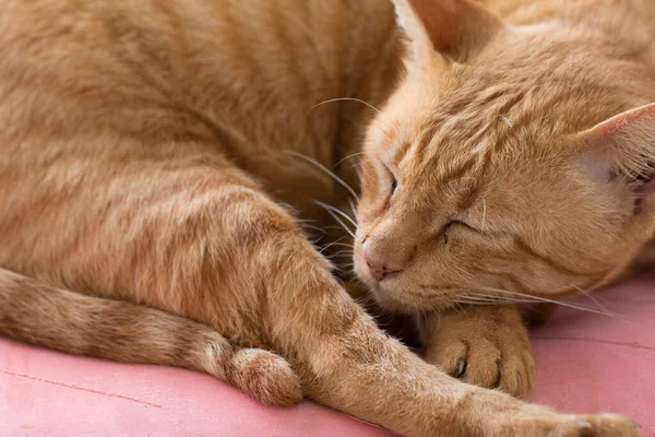 Close Roztomilý Zázvor Tabby Kočka Jako Spací Akce — Stock fotografie