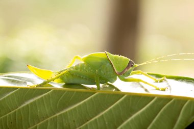 Yeşil dev Katydid bebeği doğal arka planda yaprak üzerinde.