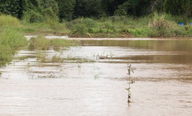 6 Ekim 2017 'de Oganik pirinç çiftliği üzerinde derin su baskını, Loei, Tayland.