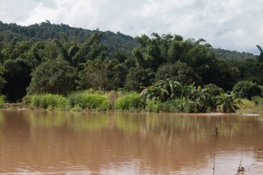 Organik pirinç çiftliği üzerinde derin su baskını.