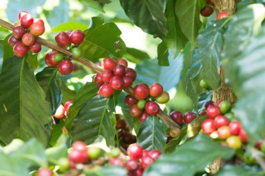 Arabica Ağaçta olgunlaşan kahve meyvesi.