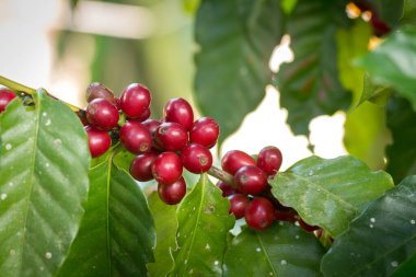 Arabica Ağaçta olgunlaşan kahve meyvesi.