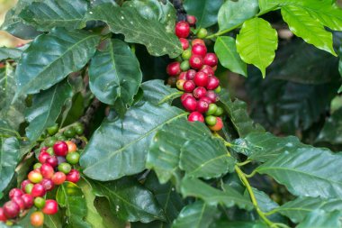 Arabica Ağaçta olgunlaşan kahve meyvesi.