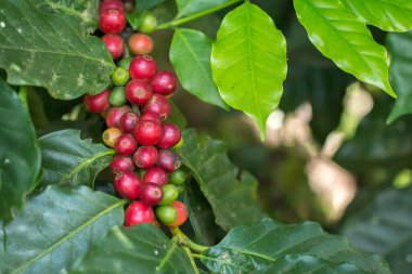 Arabica Ağaçta olgunlaşan kahve meyvesi.