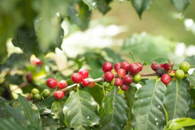 Arabica Ağaçta olgunlaşan kahve meyvesi.