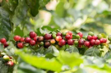 Arabica Ağaçta olgunlaşan kahve meyvesi.