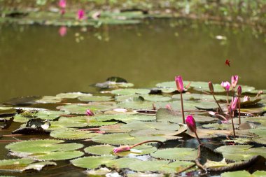 Doğal su havuzunda güzel kırmızı Lotus.