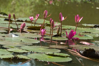 Doğal su havuzunda güzel kırmızı Lotus.