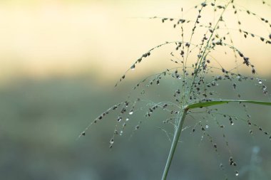 Taze sabah çiğ bulanıklığı.