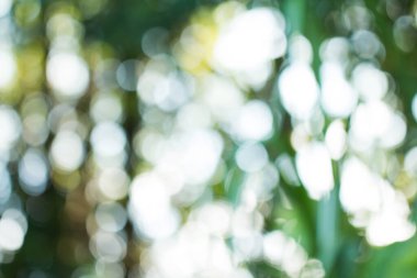 Sunum arkaplanı için doğal yeşil gradyan ışığı ve bulanık resim tasarımı.