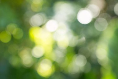 Sunum arkaplanı için doğal yeşil gradyan ışığı ve bulanık resim tasarımı.