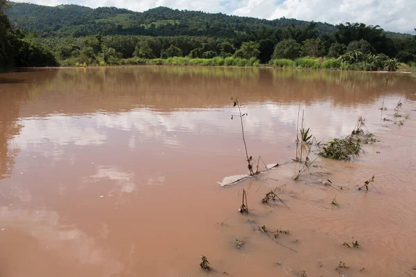 Organik pirinç çiftliği üzerinde derin su baskını.