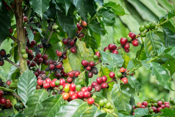 Arabica Coffee berry ripening on a tree.