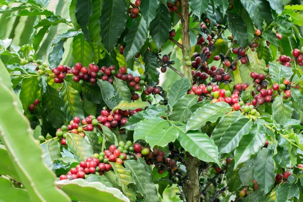 Arabica Ağaçta olgunlaşan kahve meyvesi.