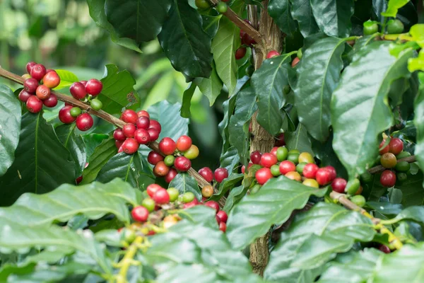 Arabica Ağaçta olgunlaşan kahve meyvesi.