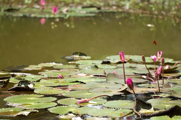 Doğal su havuzunda güzel kırmızı Lotus.