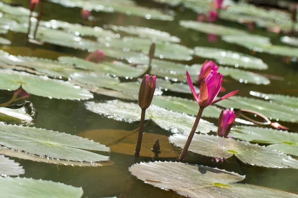 Doğal su havuzunda güzel kırmızı Lotus.