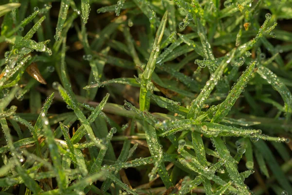 Çiy damlaları ile taze çimlere yakın.