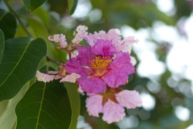 Kraliçe mersin çiçekleri kırıyor.