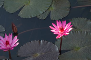 Güzel Pembe Lotus doğal su havuzunda.