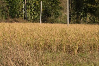 Altın Organik çeltik pirinç tarlada hasat için hazır..
