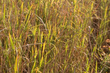Altın Organik çeltik pirinç tarlada hasat için hazır..