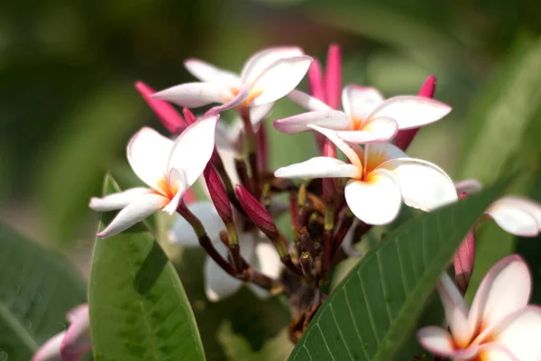 Frangipani Tropical Spa Flower Plommonblomma Växt — Stockfoto