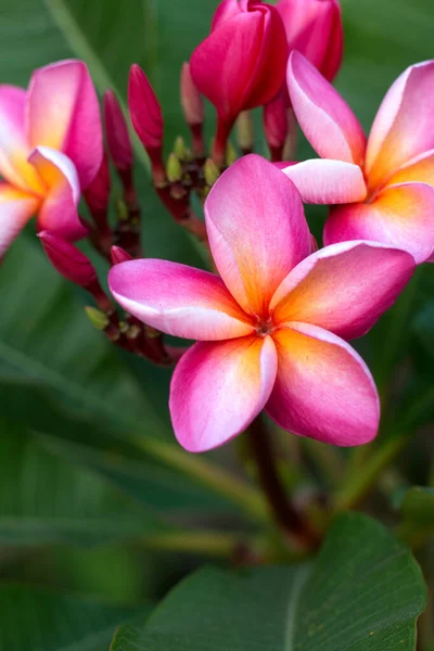 Frangipani Trópusi Gyógyfürdő Virág Plumeria Virág Növényen — Stock Fotó