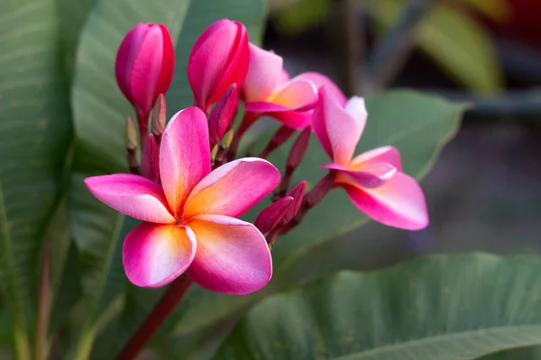 Frangipani Tropical Spa Flower Plommonblomma Växt — Stockfoto