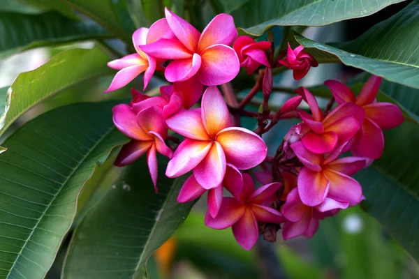 Bunga Spa Tropis Frangipani Bunga Plumeria Pada Tanaman Stok Foto Bebas Royalti