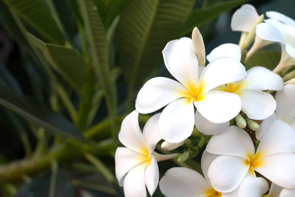 フランジパニ トロピカル スパの花 植物上のプルメリアの花 — ストック写真