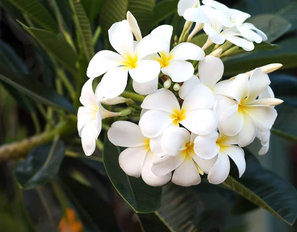 Frangipani Tropical Spa Flower Plommonblomma Växt — Stockfoto