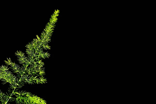 Groene Varen Bladeren Met Donkere Achtergrond — Stockfoto