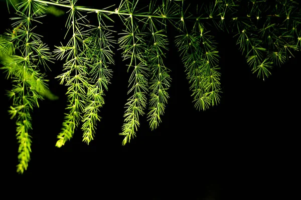 Zielona Paproć Pozostawia Ciemne Tło — Zdjęcie stockowe