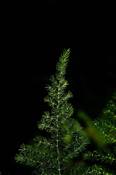 Samambaia Verde Folhas Com Fundo Escuro — Fotografia de Stock