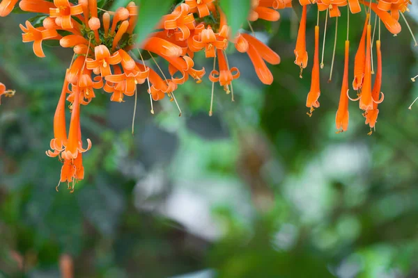 Ανθισμένη Πορτοκαλί Τρομπέτα Λουλούδια Ήπυρόλυσης Αμπέλου Φυσικό Πράσινο Φόντο — Φωτογραφία Αρχείου