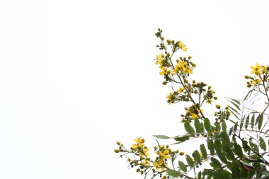 Cassod ağacı, Tayland bakır kapsülü (Senna siamea (Lam.).