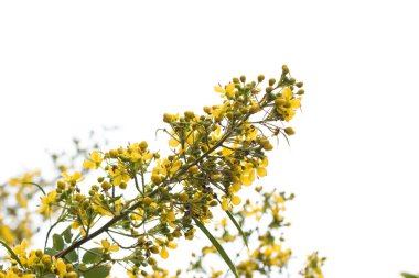 Cassod ağacı, Tayland bakır kapsülü (Senna siamea (Lam.).