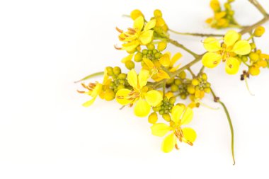 Cassod ağacı, Tayland bakır kapsülü (Senna siamea (Lam.) beyaz arkaplan.